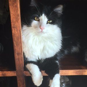 A little Holly Golightly style with effortless panache!